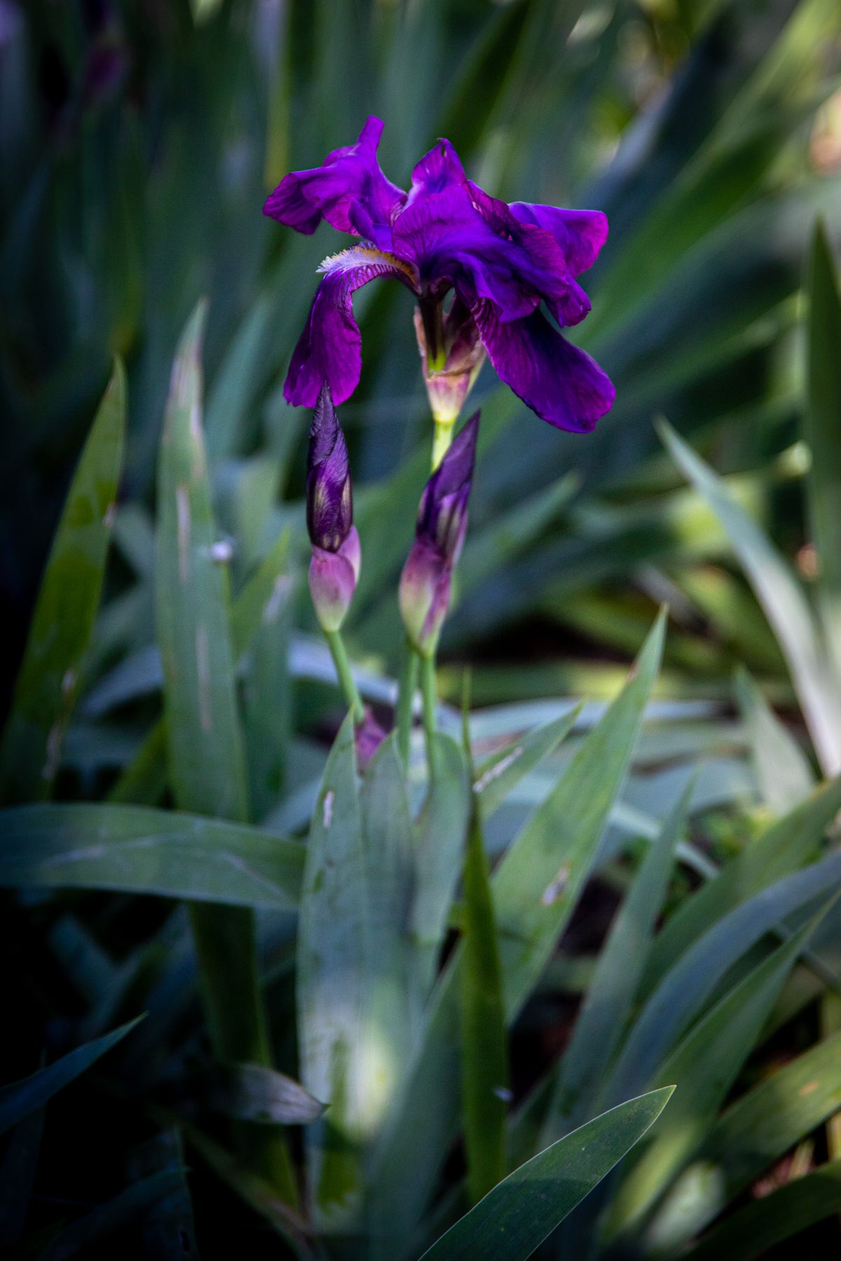 Iris gullar dastasi